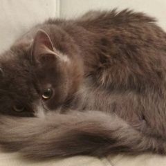 Подробнее об объявлении «Найдена кошка молодая кошка (или кот). длинношёрстная, Санкт-Петербург» Фото: найдена кошка  «Найдена кошка молодая кошка (или кот)....» в г. Санкт-Петербург