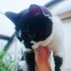 Подробнее об объявлении «Дивеево Найдена кошка» Фото: найдена кошка  «Дивеево Найдена кошка» в г. Дивеево