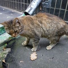 Подробнее об объявлении «Москва Найдена кошка кот или кошка» Фото: найдена кошка  «Москва Найдена кошка кот или кошка» в г. Москва