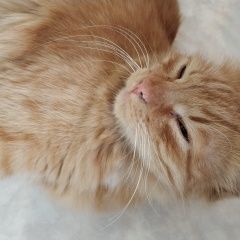 Подробнее об объявлении «Москва Найден кот» Фото: найдена кошка  «Москва Найден кот» в г. Москва