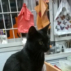 Подробнее об объявлении «Москва Найден кот на бескудниковском бульваре» Фото: найдена кошка  «Москва Найден кот на бескудниковском бульваре» в г. Москва