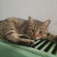 Подробнее об объявлении «Химки Найден кот полосатый кот» Фото: найдена кошка  «Химки Найден кот полосатый кот» в г. Химки
