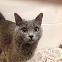 Подробнее об объявлении «Москва Найдена кошка, ростокино, ул. докукина» Фото: найдена кошка  «Москва Найдена кошка, ростокино, ул. докукина» в г. Москва