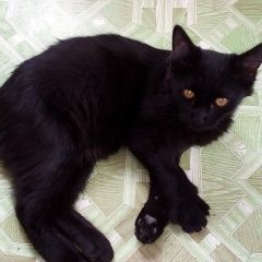 Подробнее об объявлении «Найден кот.возраст 5-6 мес. Батайск» Фото: найдена кошка  «Найден кот.возраст 5-6 мес. Батайск» в г. Батайск