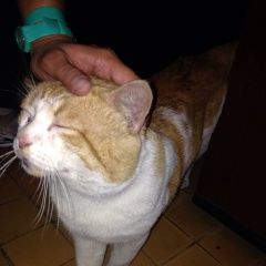 Подробнее об объявлении «Москва Найден кот рыжий, крупный» Фото: найдена кошка  «Москва Найден кот рыжий, крупный» в г. Москва