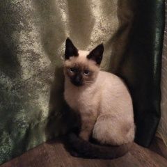 Подробнее об объявлении «Найден кот Батайск» Фото: найдена кошка Тайская «Найден кот Батайск» в г. Батайск