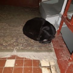 Подробнее об объявлении «Москва Найдена кошка» Фото: найдена кошка  «Москва Найдена кошка» в г. Москва