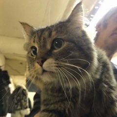 Подробнее об объявлении «Москва Найдена кошка сибирская или метис» Фото: найдена кошка Сибирская «Москва Найдена кошка сибирская или метис» в г. Москва