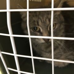 Подробнее об объявлении «Москва Найдена кошка» Фото: найдена кошка  «Москва Найдена кошка» в г. Москва