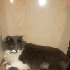 Подробнее об объявлении «Найдена кошка Санкт-Петербург» Фото: найдена кошка Британская длинношерстная «Найдена кошка Санкт-Петербург» в г. Санкт-Петербург