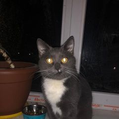 Подробнее об объявлении «Москва Найдена кошка серая с белым, вднх» Фото: найдена кошка  «Москва Найдена кошка серая с белым, вднх» в г. Москва