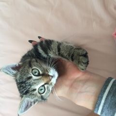 Подробнее об объявлении «Москва Найден котёнок европейский» Фото: найдена кошка Европейская короткошерстная «Москва Найден котёнок европейский» в г. Москва