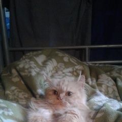 Подробнее об объявлении «Москва Найдена кошка рыжая персидская» Фото: найдена кошка Персидская «Москва Найдена кошка рыжая персидская» в г. Москва