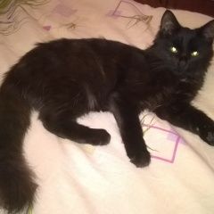 Подробнее об объявлении «Москва Найден кот черный кот с желтыми глазами.» Фото: найдена кошка  «Москва Найден кот черный кот с желтыми глазами.» в г. Москва