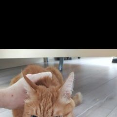 Подробнее об объявлении «Екатеринбург Найден кот рыжий кот» Фото: найдена кошка  «Екатеринбург Найден кот рыжий кот» в г. Екатеринбург