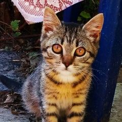 Подробнее об объявлении «Москва Найден котёнок» Фото: найдена кошка  «Москва Найден котёнок» в г. Москва