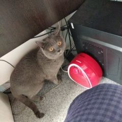 Подробнее об объявлении «Москва Найден кот» Фото: найдена кошка Британская короткошерстная «Москва Найден кот» в г. Москва