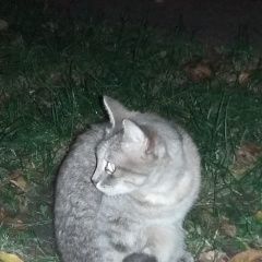 Подробнее об объявлении «Ставрополь Найден кот.юго-западный р-н.коти» Фото: найдена кошка  «Ставрополь Найден кот.юго-западный р-н.коти» в г. Ставрополь