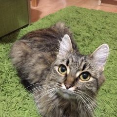 Подробнее об объявлении «Подольск Найдена кошка совсем молодая» Фото: найдена кошка  «Подольск Найдена кошка совсем молодая» в г. Подольск