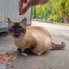Подробнее об объявлении «Москва Найдена кошка похожа на тайскую» Фото: найдена кошка Тайская «Москва Найдена кошка похожа на тайскую» в г. Москва