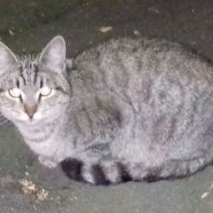 Подробнее об объявлении «Москва Найден кот» Фото: найдена кошка  «Москва Найден кот» в г. Москва