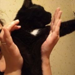 Подробнее об объявлении «Москва Найден кот.» Фото: найдена кошка  «Москва Найден кот.» в г. Москва