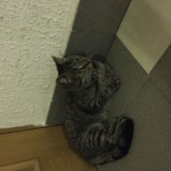 Подробнее об объявлении «Найден кот  Санкт-Петербург» Фото: найдена кошка  «Найден кот  Санкт-Петербург» в г. Санкт-Петербург
