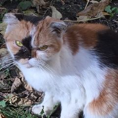 Подробнее об объявлении «Москва Найдена кошка» Фото: найдена кошка Шотландская вислоухая «Москва Найдена кошка» в г. Москва