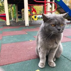 Подробнее об объявлении «Мытищи Найден кот серый британец» Фото: найдена кошка Британская короткошерстная «Мытищи Найден кот серый британец» в г. Мытищи