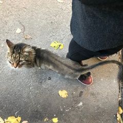 Подробнее об объявлении «Москва Найден кот кто потерял кота с львиной стрижкой?» Фото: найдена кошка  «Москва Найден кот кто потерял кота с львиной...» в г. Москва