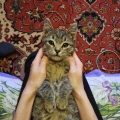 Подробнее об объявлении «Найдена кошка Ростов-на-Дону» Фото: найдена кошка  «Найдена кошка Ростов-на-Дону» в г. Ростов-на-Дону
