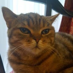 Подробнее об объявлении «Москва Найдена кошка» Фото: найдена кошка Американская короткошерстная «Москва Найдена кошка» в г. Москва