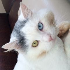 Подробнее об объявлении «Найден кот красавчик Геленджик» Фото: найдена кошка  «Найден кот красавчик Геленджик» в г. Геленджик