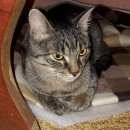 Подробнее об объявлении «Москва Найден кот» Фото: найдена кошка  «Москва Найден кот» в г. Москва