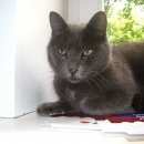 Подробнее об объявлении «Москва Найден кот» Фото: найдена кошка Русская голубая «Москва Найден кот» в г. Москва