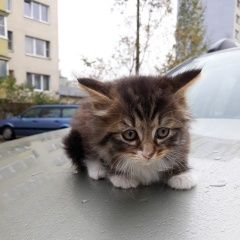 Подробнее об объявлении «Калининград (Кенигсберг) Найден котёнок ник» Фото: найдена кошка Сибирская «Калининград (Кенигсберг) Найден котёнок ник» в г. Калининград (Кенигсберг)