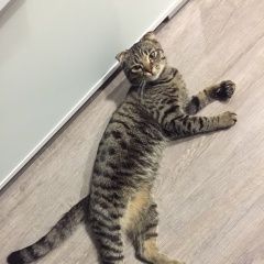 Подробнее об объявлении «Воронеж Найден кот» Фото: найдена кошка Шотландская вислоухая «Воронеж Найден кот» в г. Воронеж