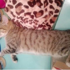 Подробнее об объявлении «Новосибирск Найдена кошка» Фото: найдена кошка  «Новосибирск Найдена кошка» в г. Новосибирск