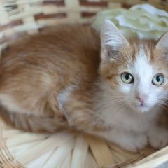 Подробнее об объявлении «Найден кот ищет добрые руки котик Королев» Фото: найдена кошка  «Найден кот ищет добрые руки котик Королев» в г. Королев
