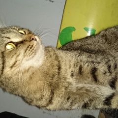 Подробнее об объявлении «Найден кот Уфа» Фото: найдена кошка  «Найден кот Уфа» в г. Уфа