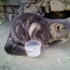 Подробнее об объявлении «Красноярск Найден кот грустный котик» Фото: найдена кошка  «Красноярск Найден кот грустный котик» в г. Красноярск