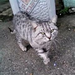 Подробнее об объявлении «Ставрополь Найден кот крупный полосатый кот» Фото: найдена кошка  «Ставрополь Найден кот крупный полосатый кот» в г. Ставрополь