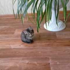Подробнее об объявлении «Найден кот Курган» Фото: найдена кошка  «Найден кот Курган» в г. Курган