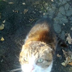 Подробнее об объявлении «Москва Найдена кошка ст. крекшино» Фото: найдена кошка  «Москва Найдена кошка ст. крекшино» в г. Москва