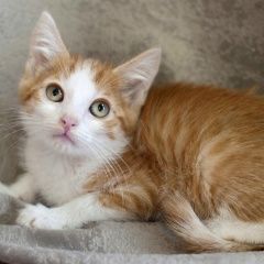 Подробнее об объявлении «Найден котик ищет семью Королев» Фото: найдена кошка  «Найден котик ищет семью Королев» в г. Королев