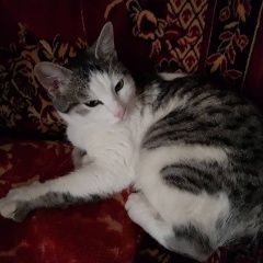 Подробнее об объявлении «Новоуральск (Свердловская обл.) Найден кот» Фото: найдена кошка  «Новоуральск (Свердловская обл.) Найден кот» в г. Новоуральск (Свердловская обл.)