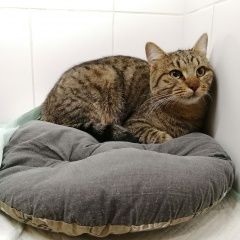 Подробнее об объявлении «Москва Найден кот домашний кот» Фото: найдена кошка  «Москва Найден кот домашний кот» в г. Москва
