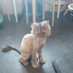 Подробнее об объявлении «Найдена кошка метро южная Москва» Фото: найдена кошка  «Найдена кошка метро южная Москва» в г. Москва