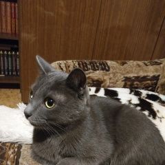 Подробнее об объявлении «Найден кот Москва» Фото: найдена кошка  «Найден кот Москва» в г. Москва