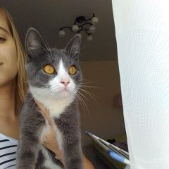 Подробнее об объявлении «Найдена кошка. комитетская Королев» Фото: найдена кошка  «Найдена кошка. комитетская Королев» в г. Королев
